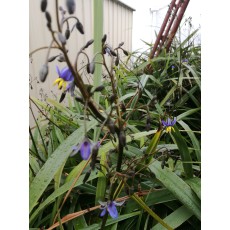 Dianella nigra Dianella nigra